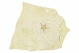 Jurassic Brittle Star Fossil - Solnhofen #244323-1